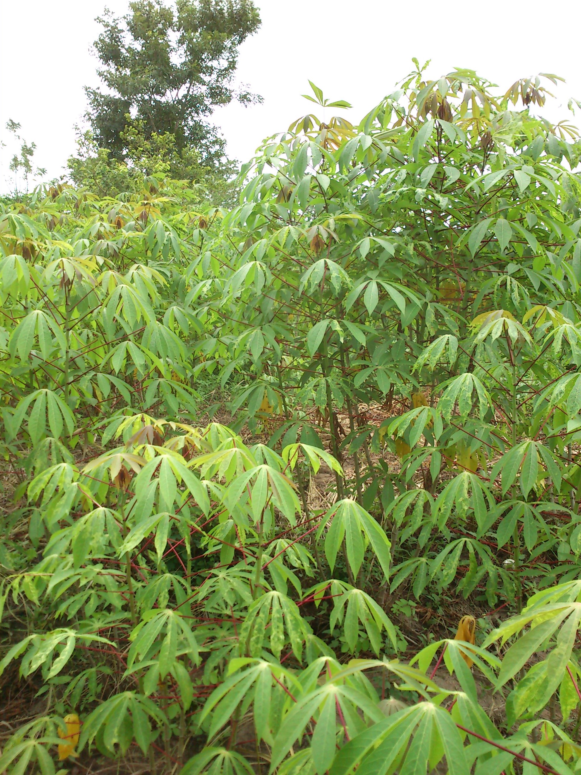  Manioc